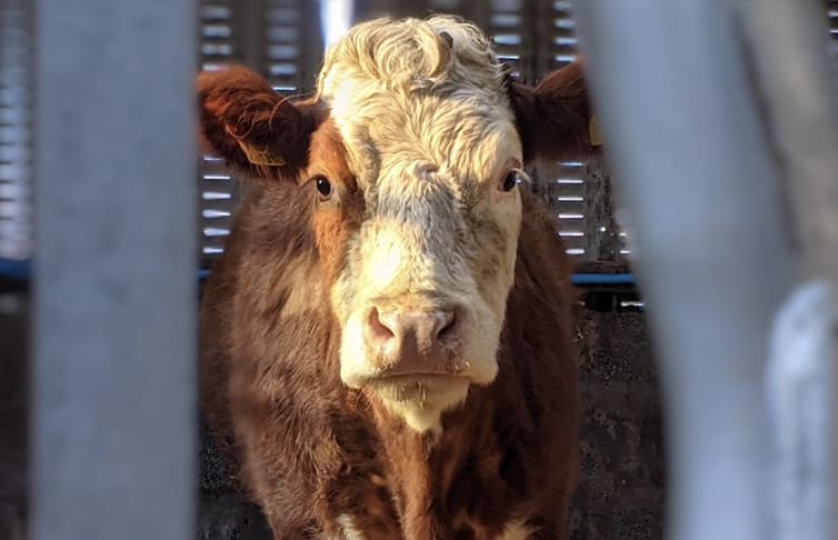 Cow